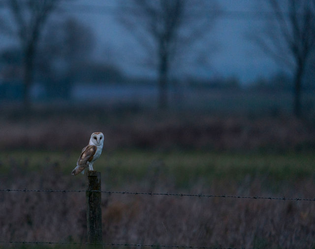 Barn Owl