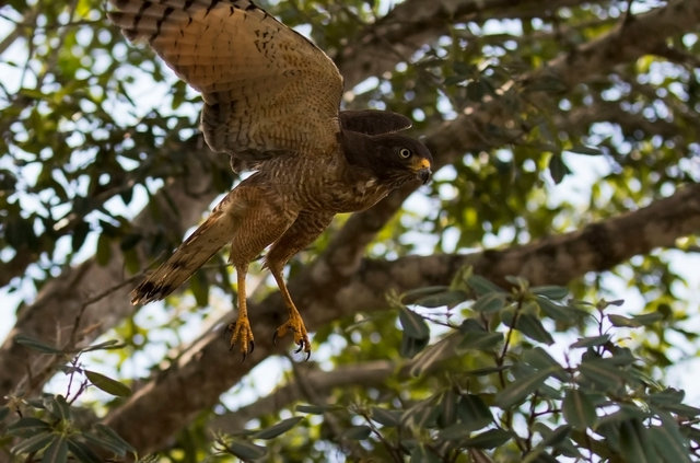 Roadside Hawk