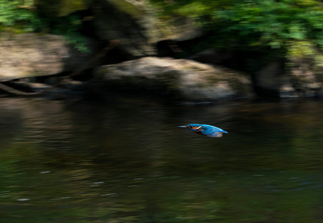 Kingfisher