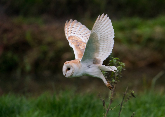 Barn Owl