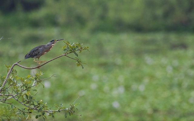 Striated Heron