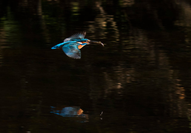 Kingfisher with fish