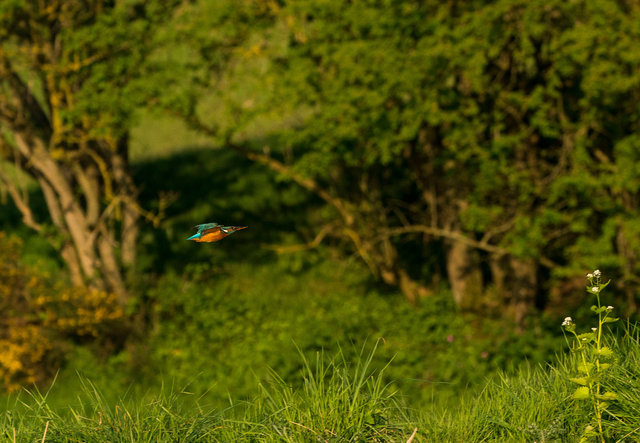 Kingfisher