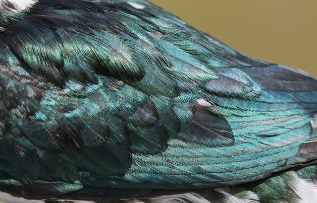 Amazon Kingfisher