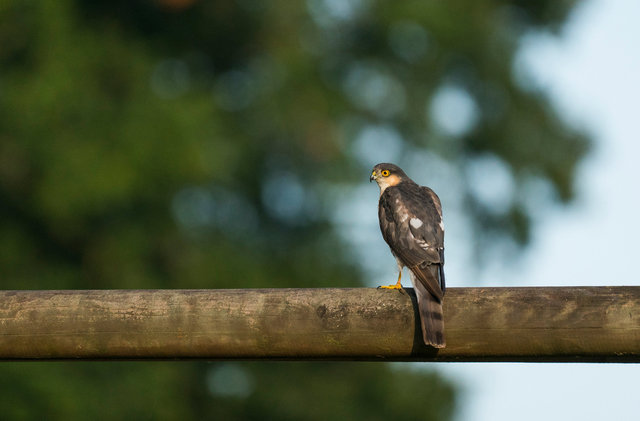 Sparrowhawk
