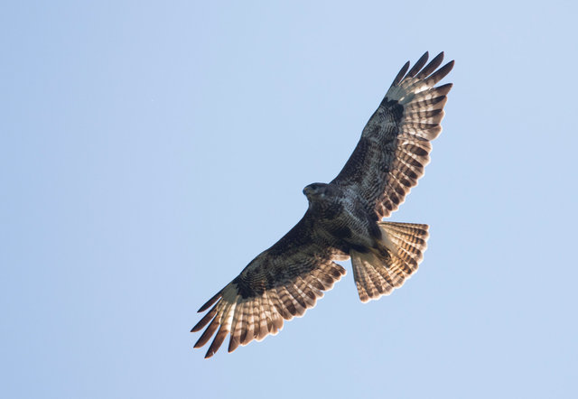 Buzzard