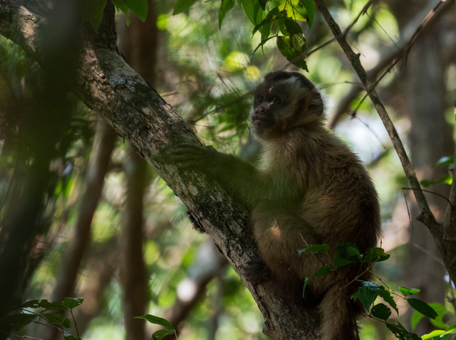Capuchin Monkey