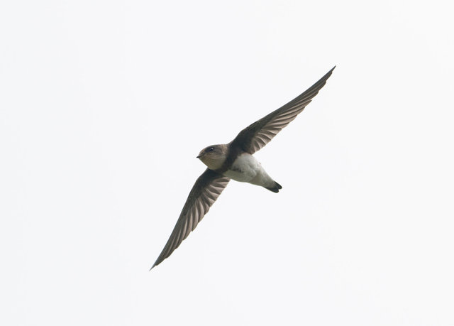 Sand Martin
