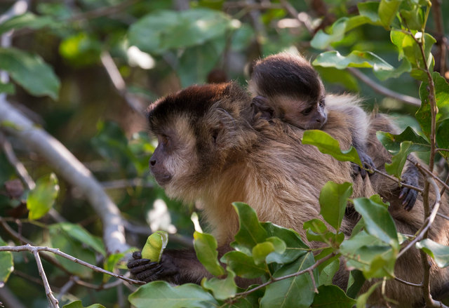 Capuchin Monkeys