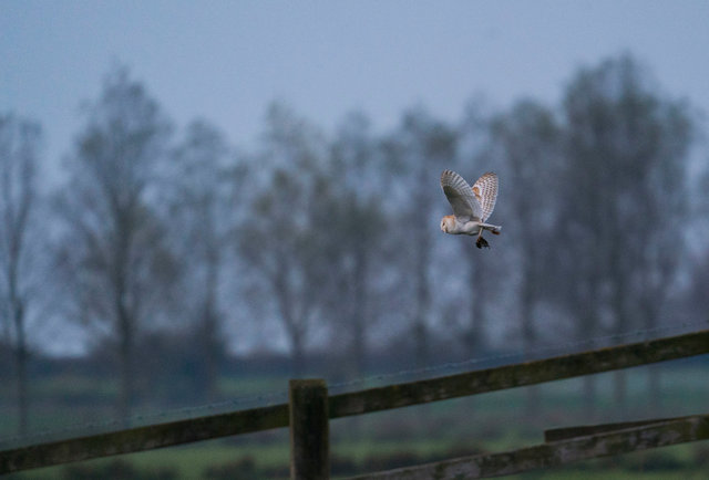 Barn Owl with prey