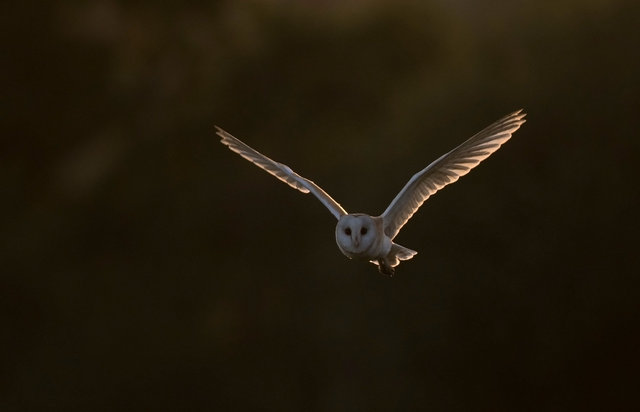 Barn Owl