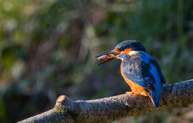 Kingfisher