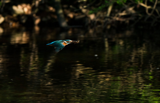 Kingfisher with fish