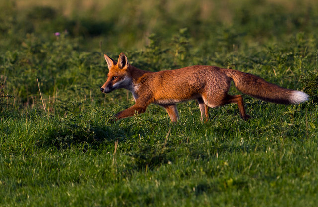 Fox
