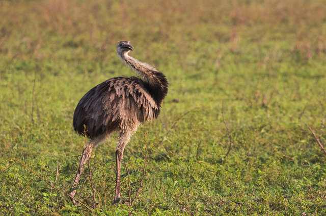 Greater Rhea