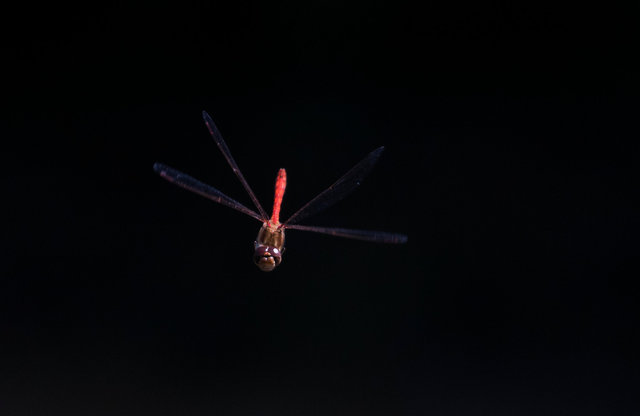 Common darter dragonfly