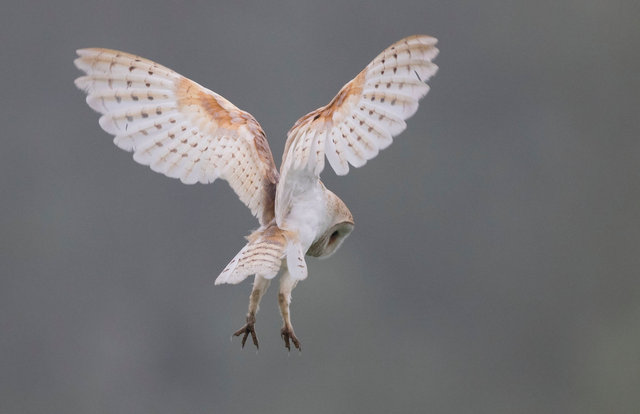 Barn Owl
