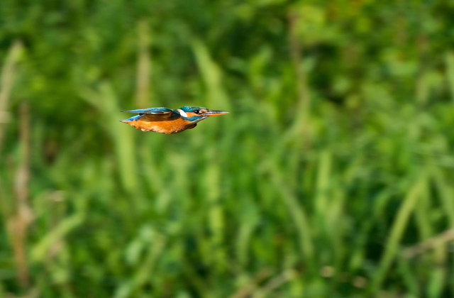 Kingfisher