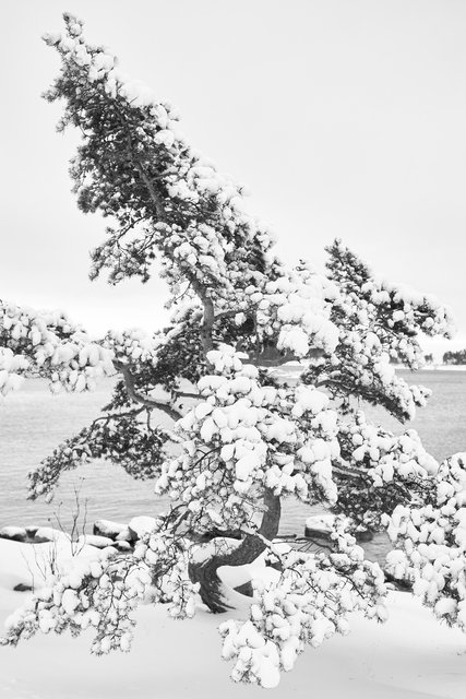 Halonen Pine Tree