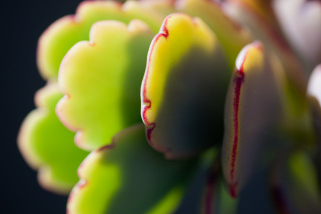 Succulent