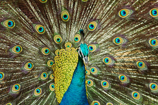 Peafowl