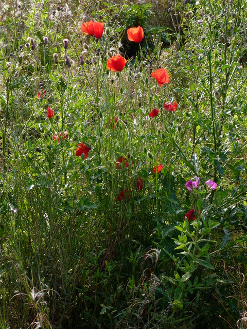 Poppies & Summer Flowers VB.JPG