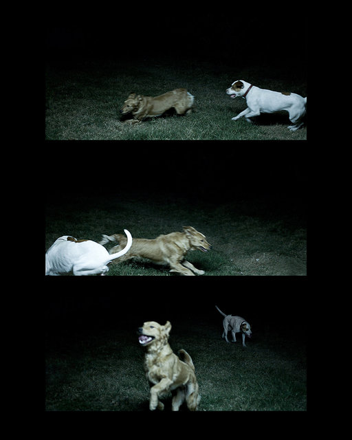 dogs.jpg