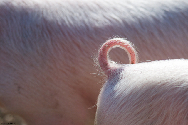 Pig Butt, Phillipston, MA