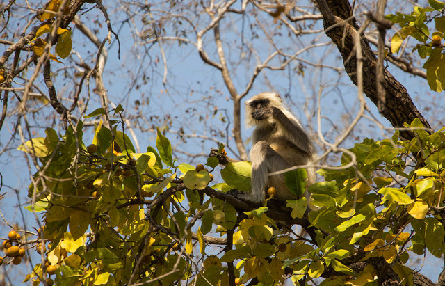 Langur Monkey