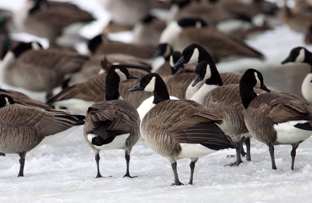 Canada Geese, winter, Ohio