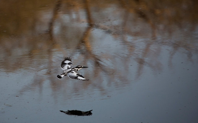 Pied Kingfisher