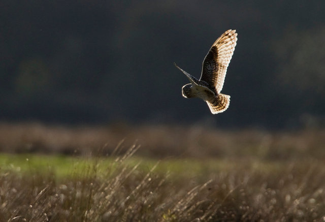 Short-eared Owl