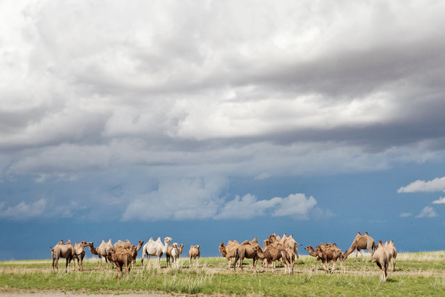 Gobi Camels 