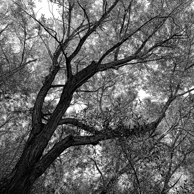 Tree_Lower_right_6x6.jpg