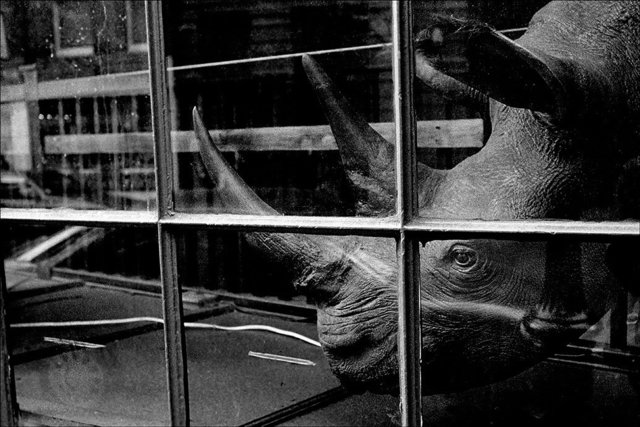 Rhinoceros