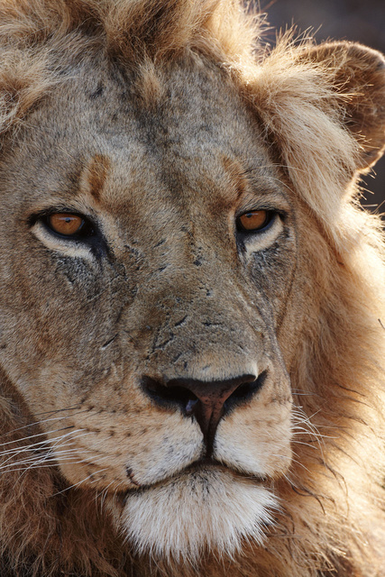 Lion