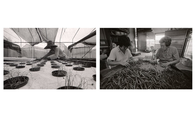 We Were Farmers_04.jpg