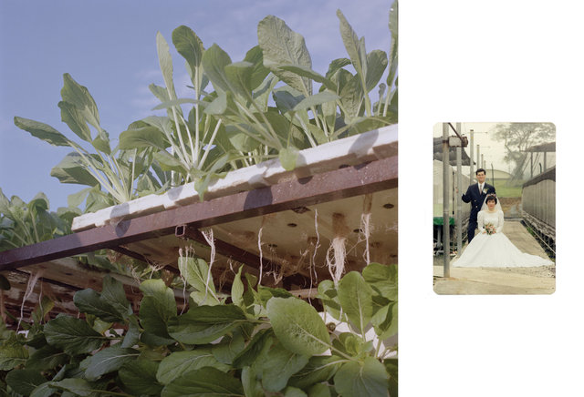 We Were Farmers_11.jpg