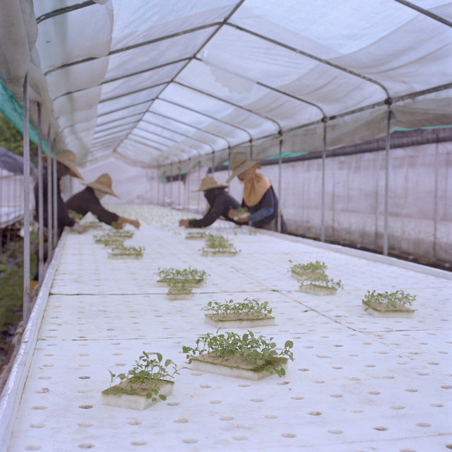 We Were Farmers_03.jpg