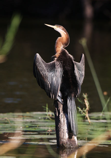 African darter
