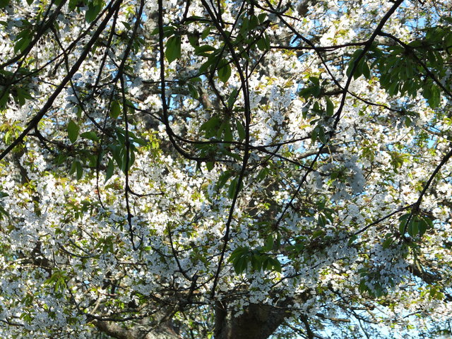 White Blossom 5 by Alison Gracie