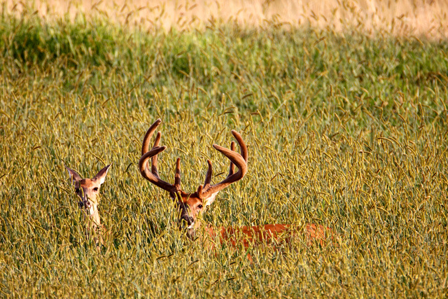 White-tailed Deer, Ohio