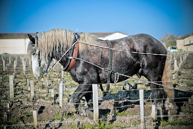 Margaux27 © Laurent Gazal.jpg