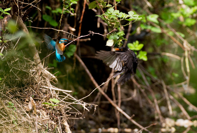 Kingfisher and blackbird