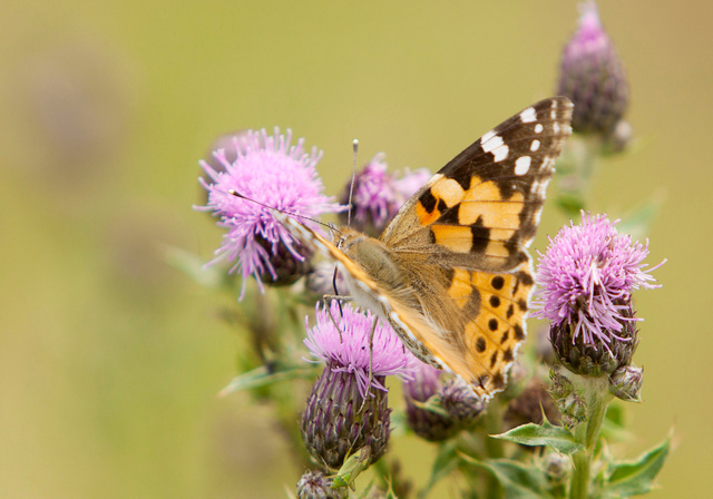 Distelvlinder
