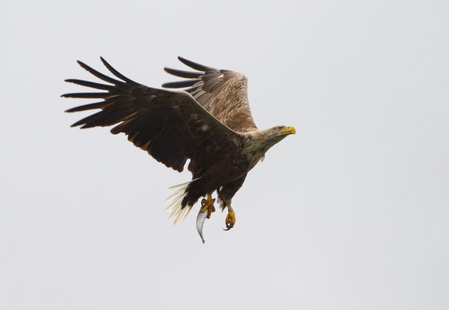 White-tailed Sea Eagle