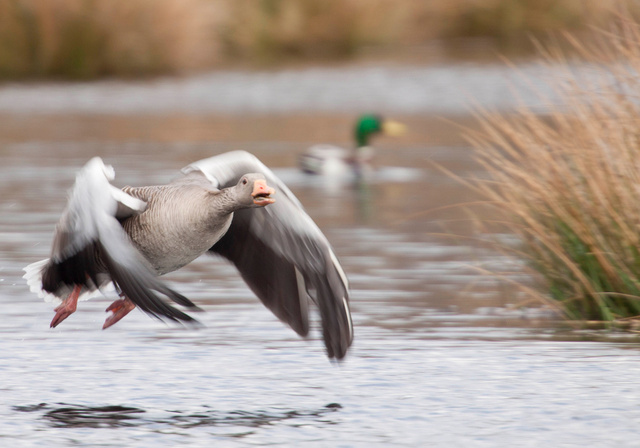 Grauwe gans