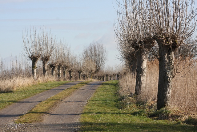 Pollard Willow (knotwilg)