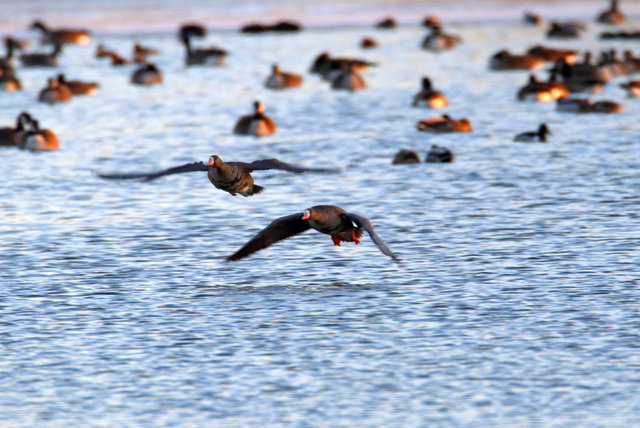 Greater White-Fronted Geese, southern Ohio, February