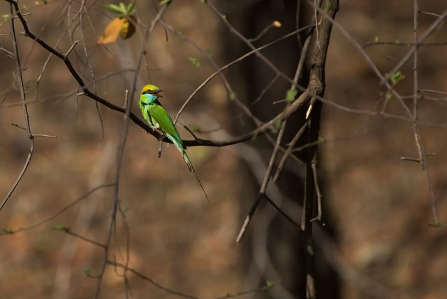Green Bee-eater
